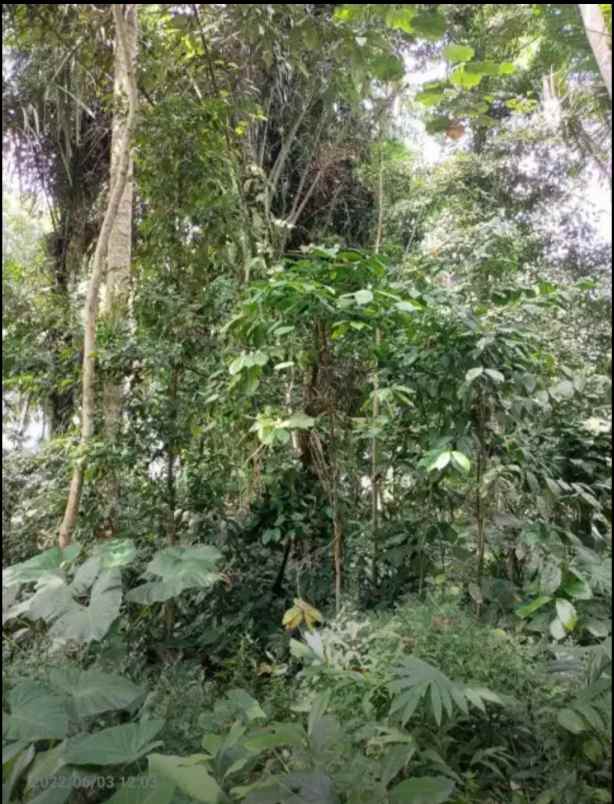 disewakan tanah kelabang moding ubud bali