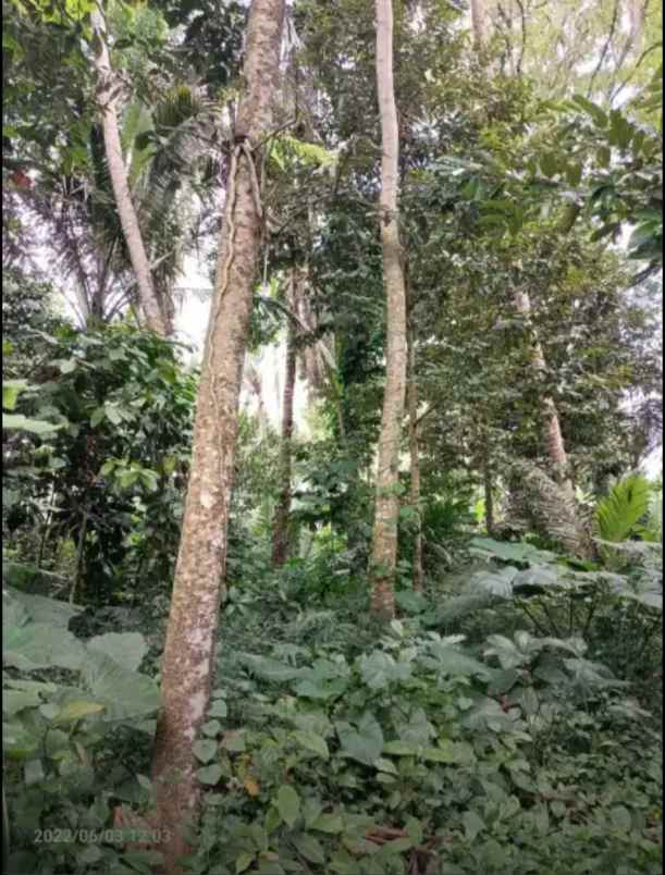 disewakan tanah kelabang moding ubud bali