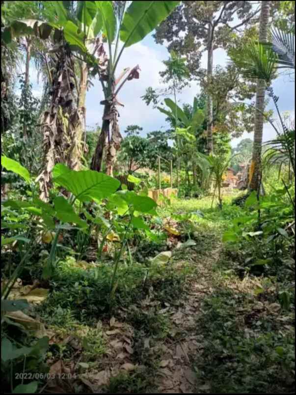 disewakan tanah kelabang moding ubud bali