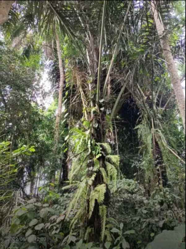 disewakan tanah kelabang moding ubud bali