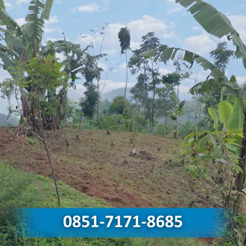 jual kebun durian musangking di bogor