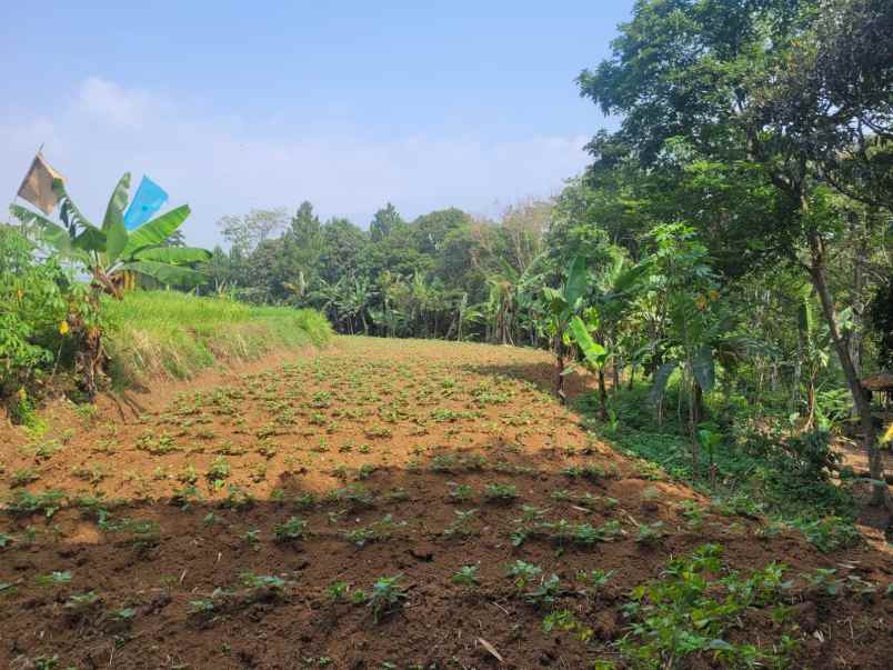 jual njop 200 000 m tanah kebun duren 3567 m 700 jt