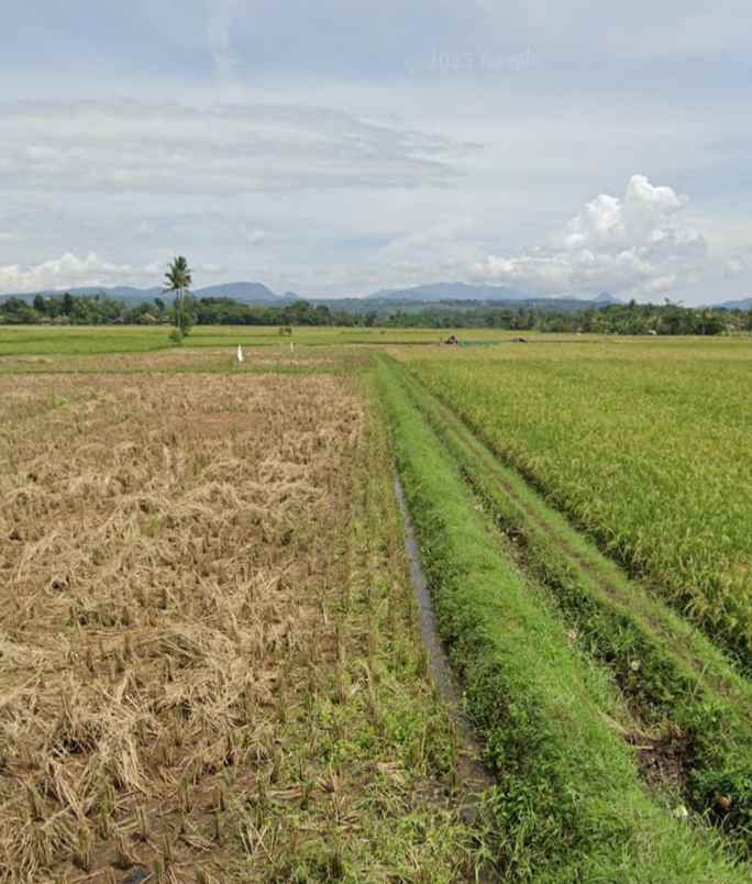 jual sawah aktif murah