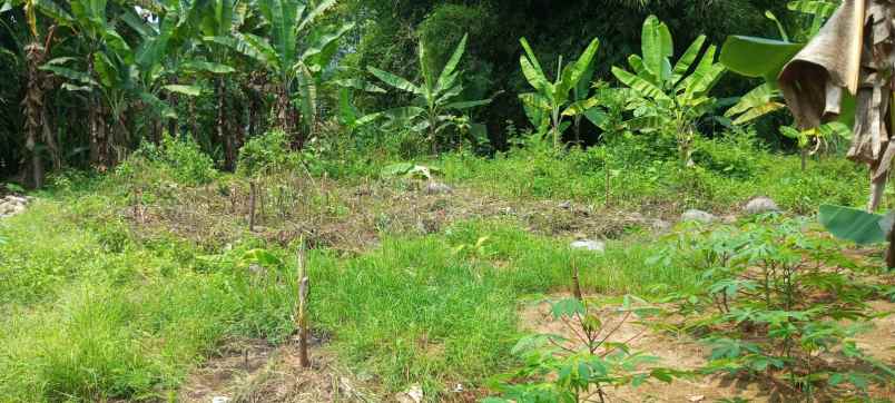 jual tanah kebun luas 5600 meter surat sppt girik