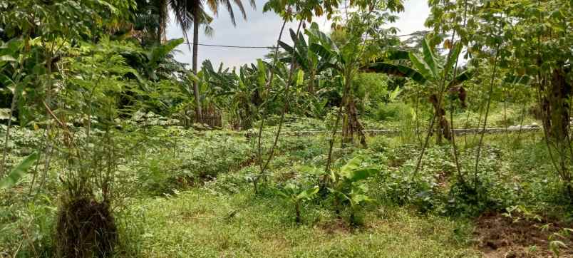 jual tanah kebun luas 5600 meter surat sppt girik