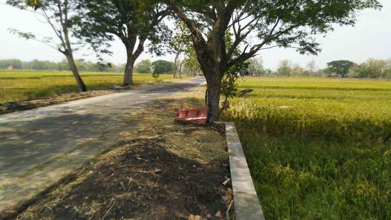 jual tanah sawah zona kuning kab sragen