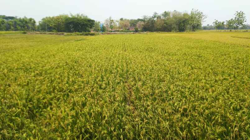 jual tanah sawah zona kuning kab sragen