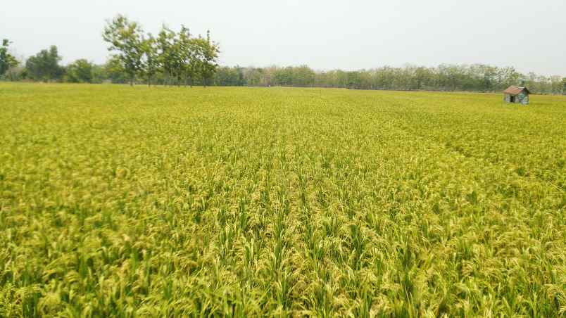 jual tanah sawah zona kuning kab sragen