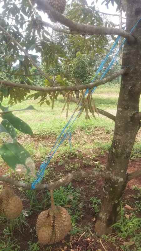 kebun durian murah rogoselo pekalongan jawa tengah