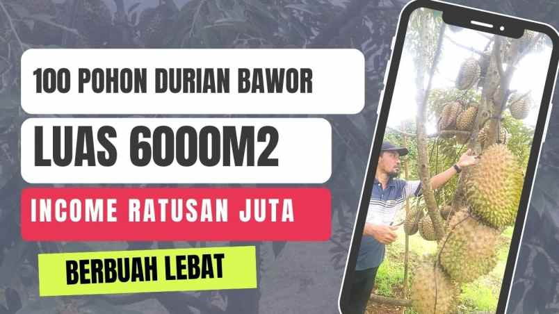 kebun durian murah rogoselo pekalongan jawa tengah