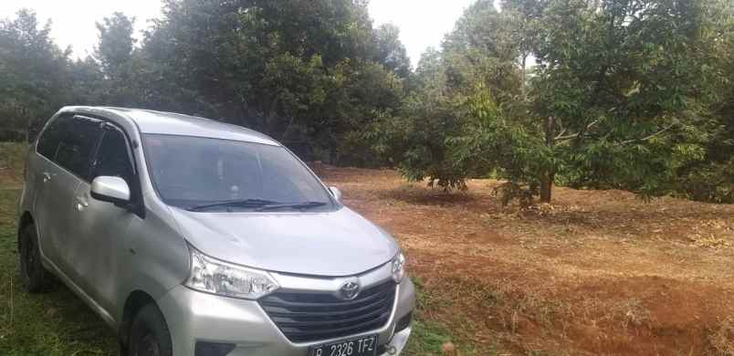 kebun durian murah rogoselo pekalongan jawa tengah