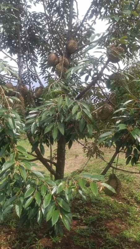 kebun durian murah rogoselo pekalongan jawa tengah