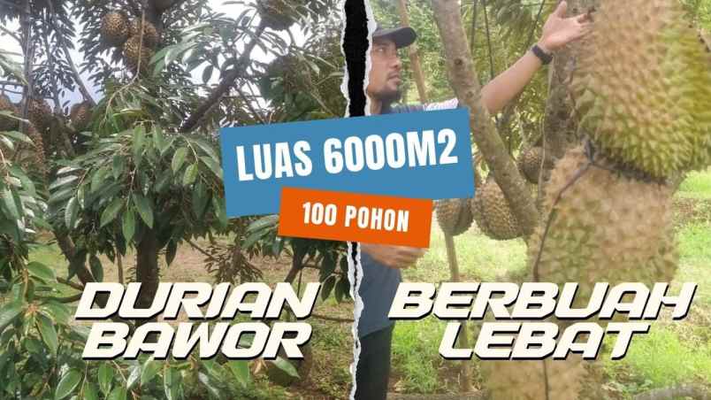 kebun durian murah rogoselo pekalongan jawa tengah