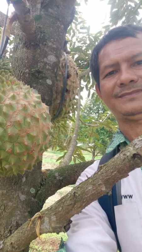 kebun durian murah rogoselo pekalongan jawa tengah