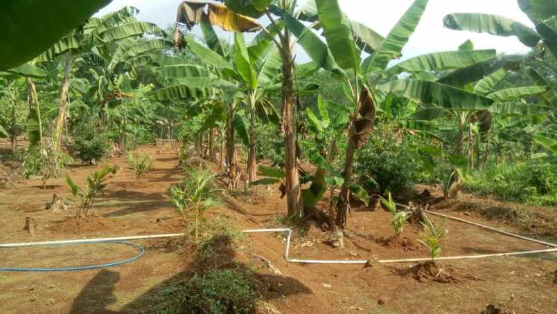 kebun durian murah rogoselo pekalongan jawa tengah