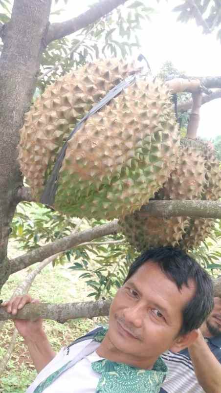 kebun durian murah rogoselo pekalongan jawa tengah