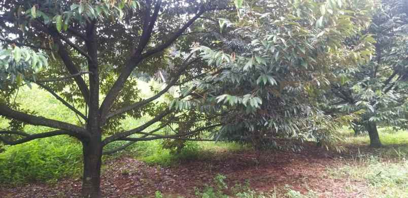 kebun durian murah rogoselo pekalongan jawa tengah