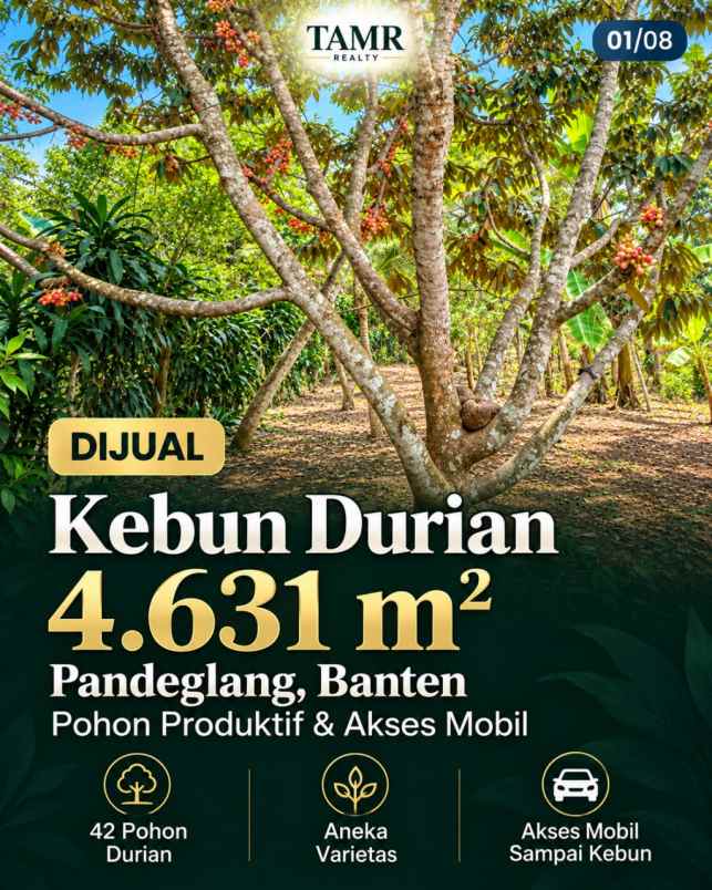 kebun durian produktif di bojong pandeglang banten
