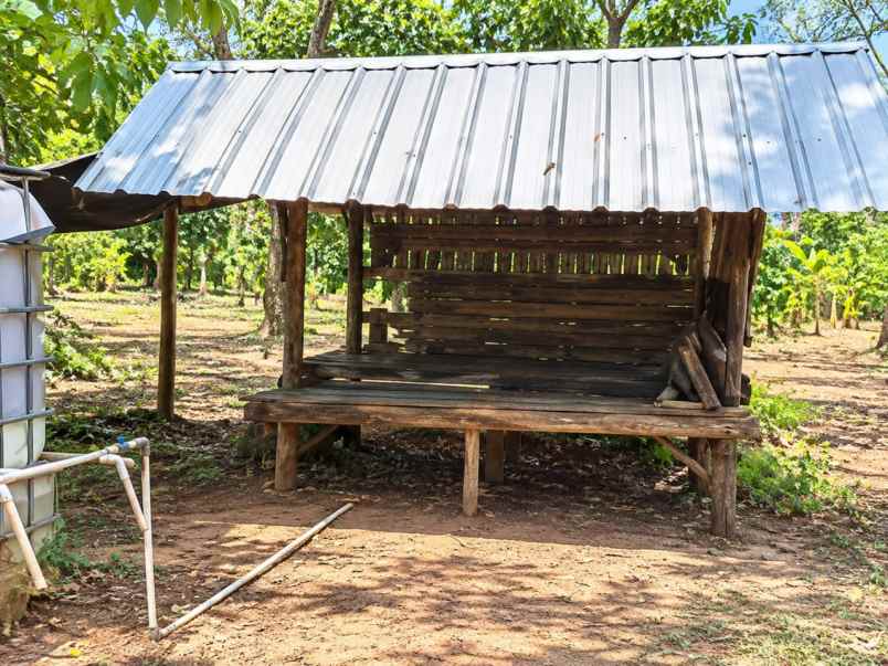 kebun durian produktif di bojong pandeglang banten