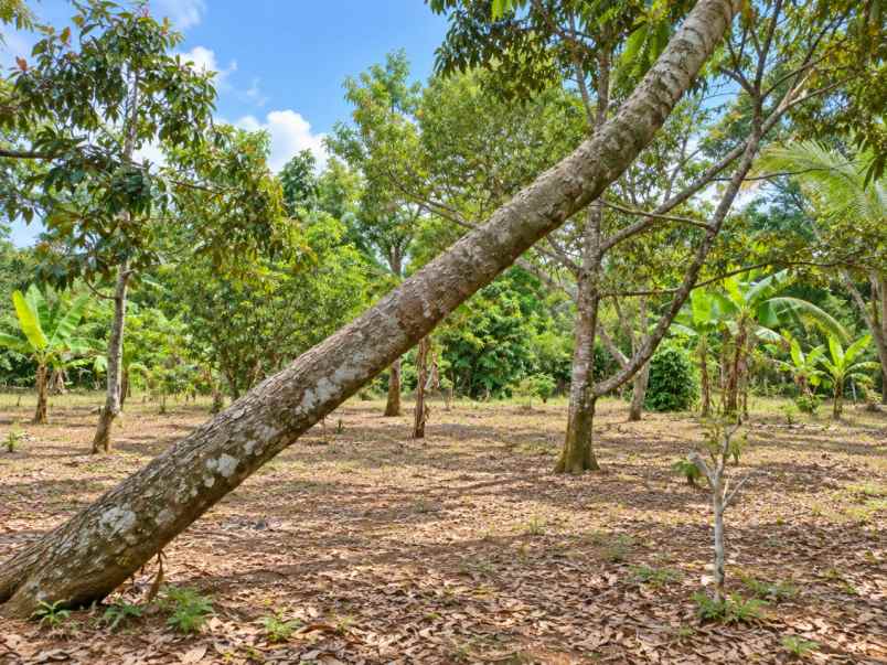 kebun durian produktif di bojong pandeglang banten