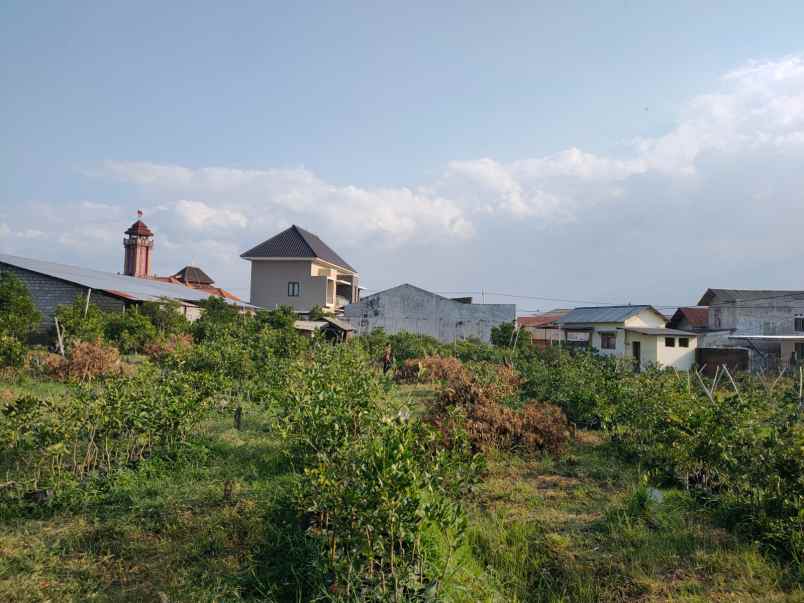 kebun jeruk luas tanah subur lokasi di pusat kota batu