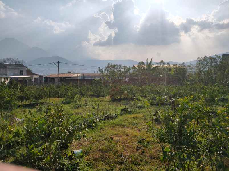 kebun jeruk luas tanah subur lokasi di pusat kota batu