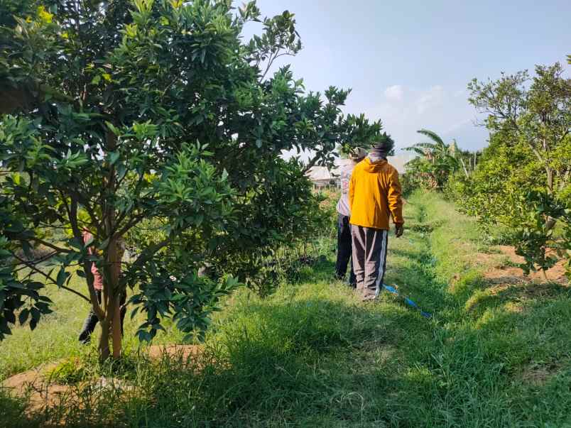 kebun jeruk luas tanah subur lokasi di pusat kota batu