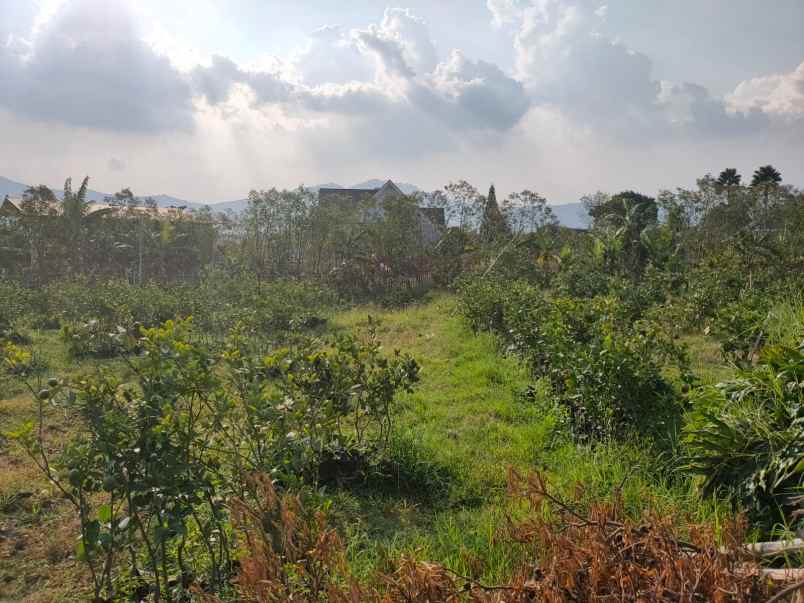 kebun jeruk luas tanah subur lokasi di pusat kota batu