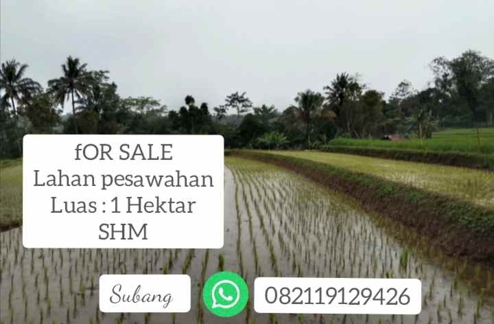 lahan sawah air subur sgalherang subang jawa barat