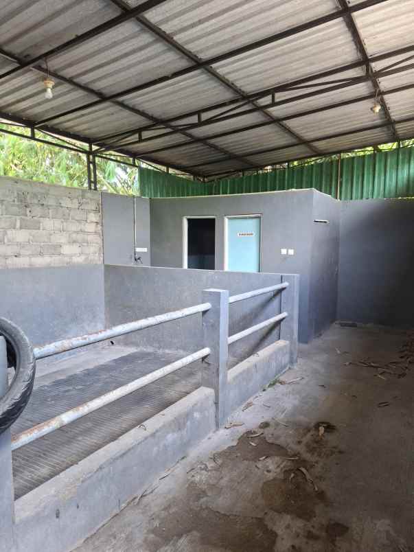 rumah produksi pengolahan susu sapi