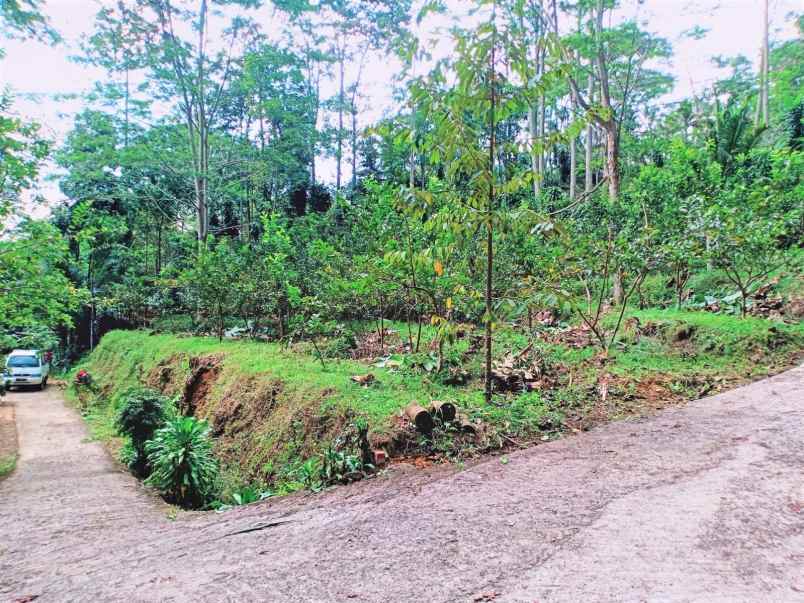 tanah bonus kebun jambu ngargoyoso karanganyar