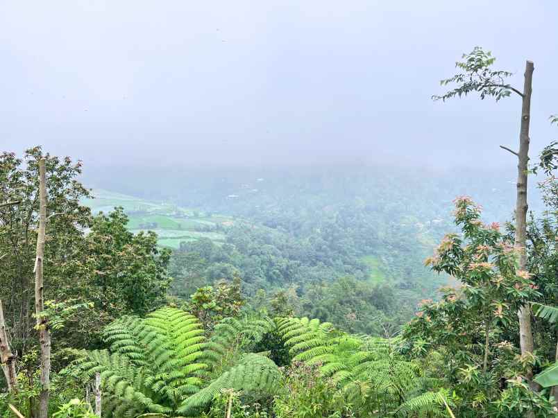 tanah datar view kebun teh kemuning karanganyar