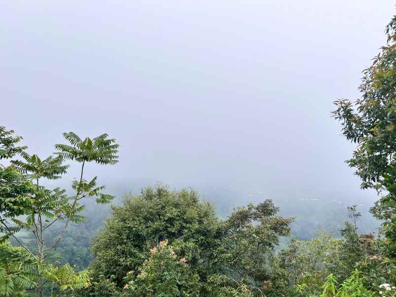 tanah datar view kebun teh kemuning karanganyar