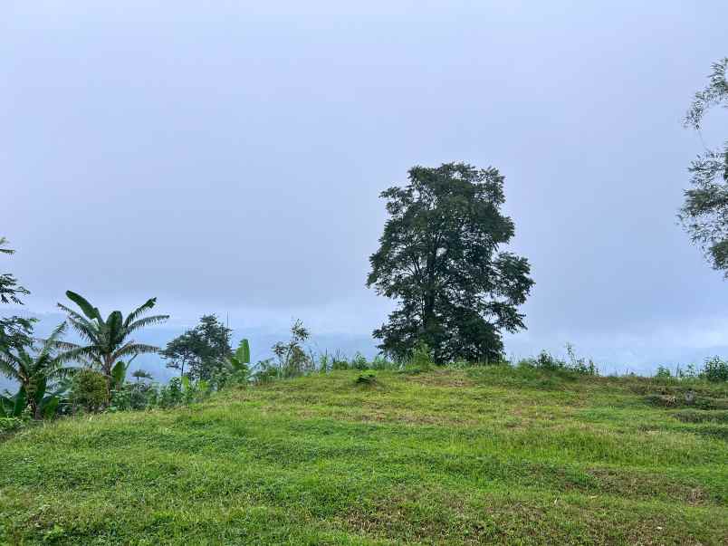 tanah datar view kebun teh kemuning karanganyar