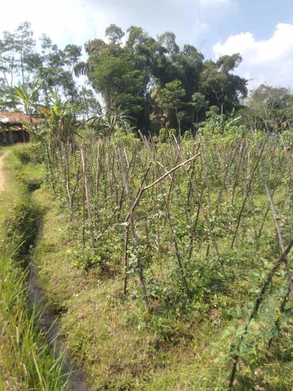 tanah dekat jl bandungan ambarawa 3000m