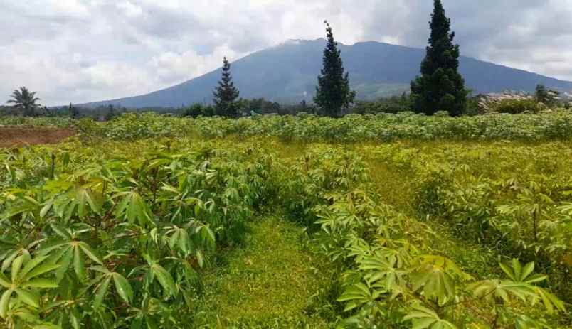 tanah desa ciadeq cijeruk