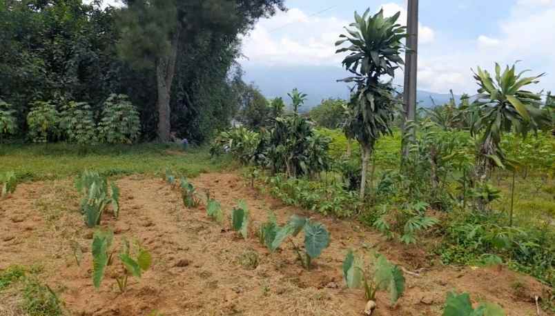 tanah desa ciadeq cijeruk