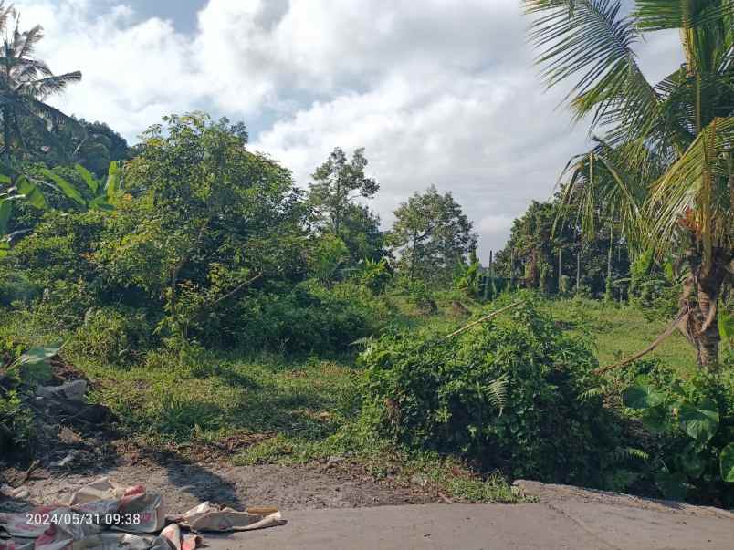 tanah kebun durian di selemadeg tabanan bali