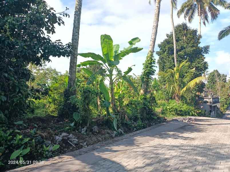 tanah kebun durian di selemadeg tabanan bali