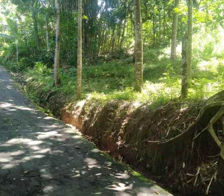 tanah kebun durian siap panen karangpandan karanganyar