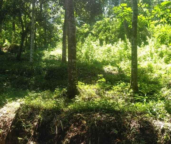 tanah kebun durian siap panen karangpandan karanganyar