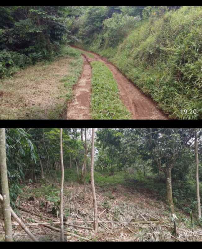 tanah kebun serang panjang subang jawa barat
