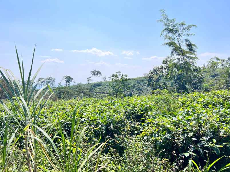 tanah strategis 3512m view hamparan kebun teh