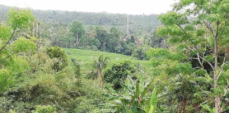 tanah view lembah dan gunung di selemadeg bali