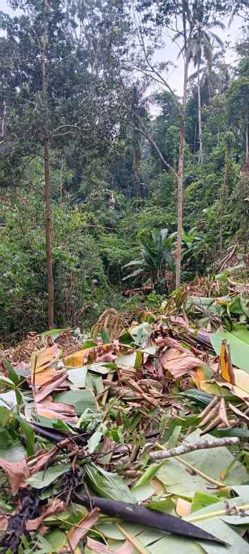 tanah yellow zone di keliki dekat ubud bali