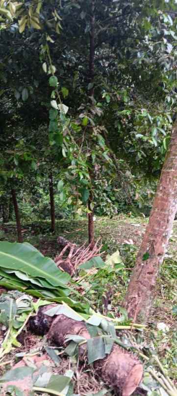 tanah yellow zone di keliki dekat ubud bali