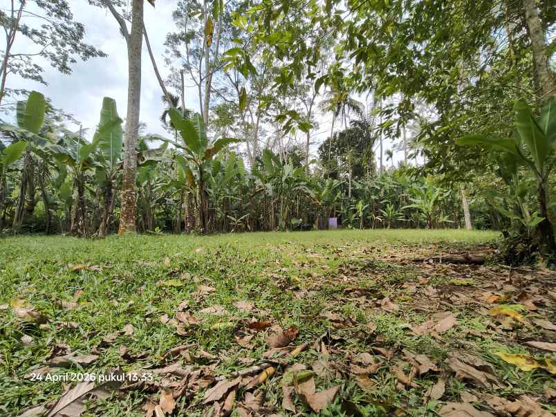 tanah zona kuning non lsd di tegallalang gianyar bali