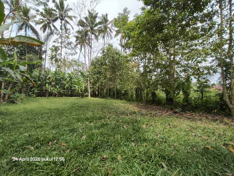 tanah zona kuning non lsd di tegallalang gianyar bali