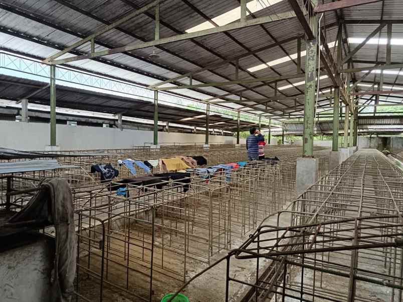 dijual kandang babi 1 2ha ijin aktif salatiga 15m nego