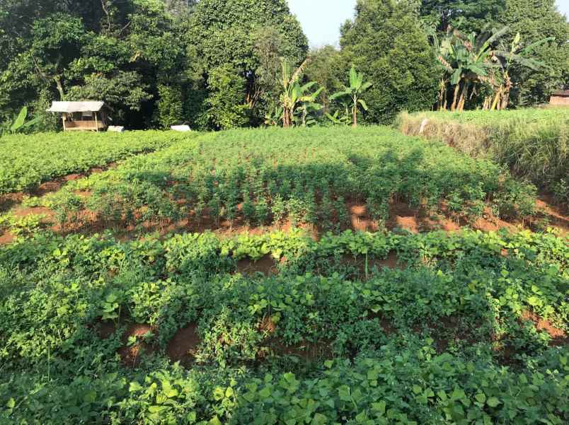 dijual murah di bawah njop tanah dramaga bogor